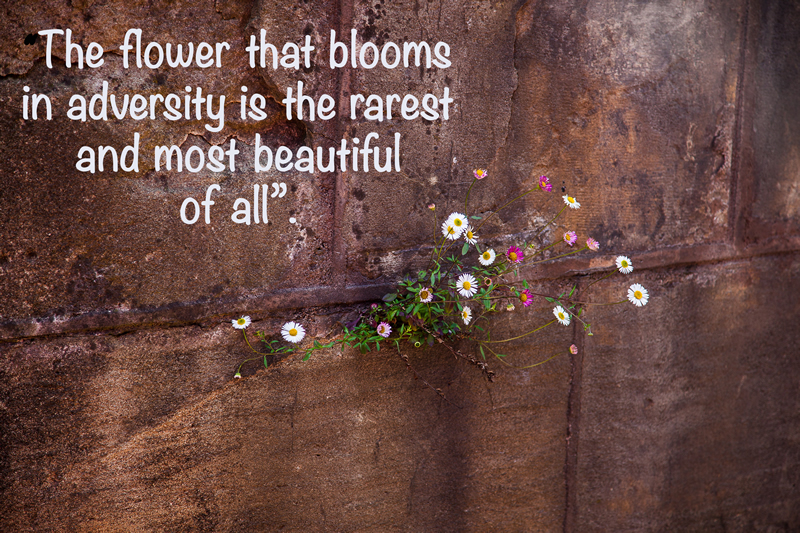 Flowers Bloom by Terry Roberts